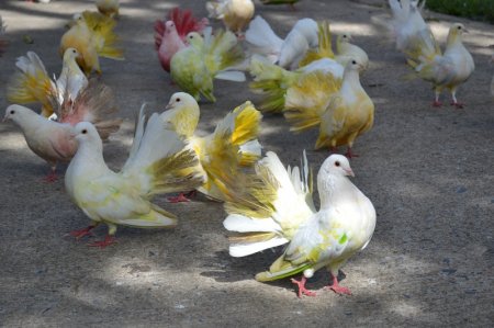 Белые голуби, покрашены в разные цвета для привлечения туристов
