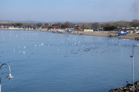 Лебеди в Анапе