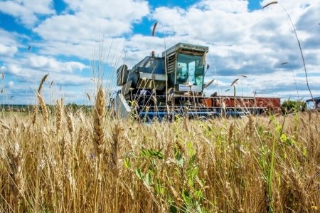 Уборка пшеницы на Кубани