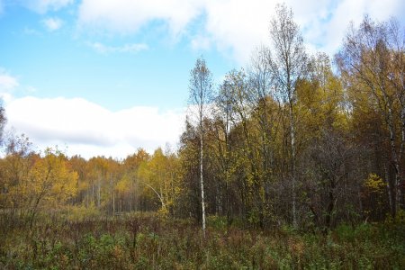 Осенний лес на Кубани