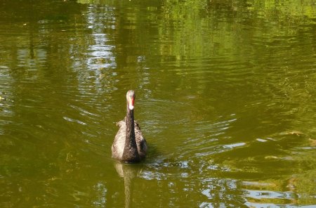 Птица на озере в дендрарии Сочи